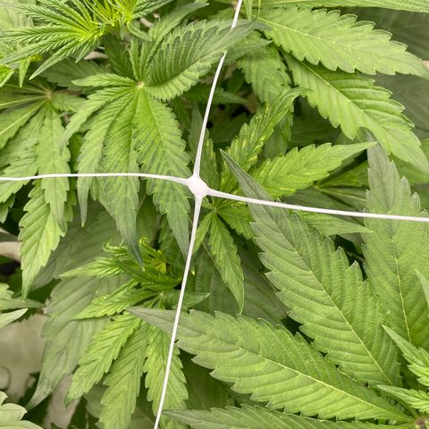 Lifter  growlog photo: Not as green as lifter some spotting on leaves rips on leaves yellow tips roots look alright 