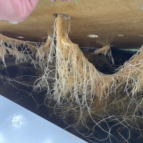 Lifter  growlog photo: Not as green as lifter some spotting on leaves rips on leaves yellow tips roots look alright 