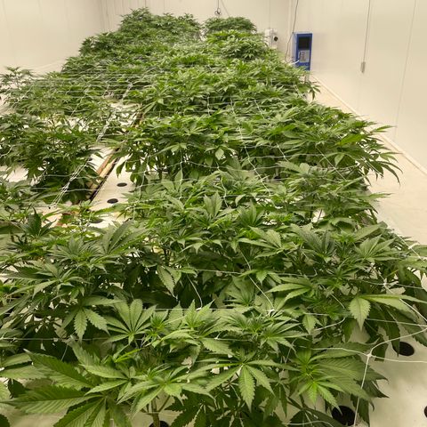 Lifter  growlog photo: Not as green as lifter some spotting on leaves rips on leaves yellow tips roots look alright 