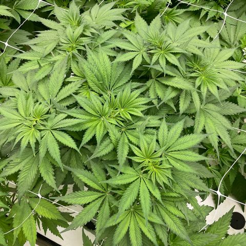 Lifter  growlog photo: Not as green as lifter some spotting on leaves rips on leaves yellow tips roots look alright 