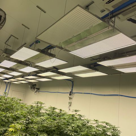 Cbg  growlog photo: Light out on far end right side of room 