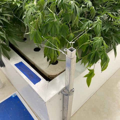 Lifter  growlog photo: One plant that wilted kinda bouncing back 