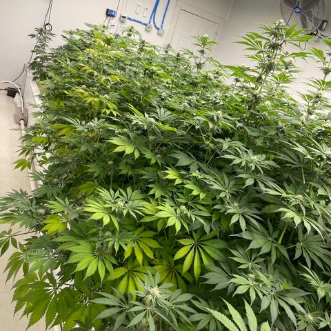 Cbg  growlog timeline photo