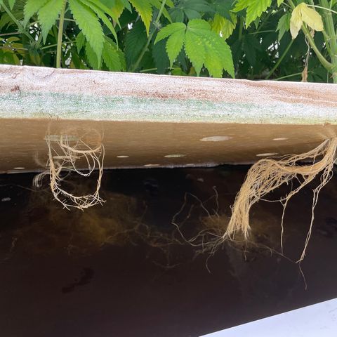 Cbg  growlog timeline photo