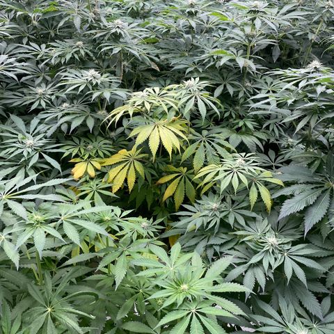 Cbg  growlog timeline photo