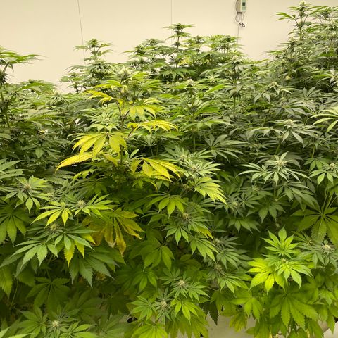 Cbg  growlog timeline photo