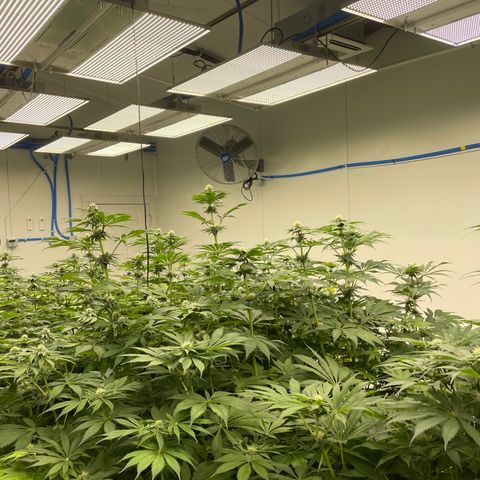 Cbg  growlog timeline photo