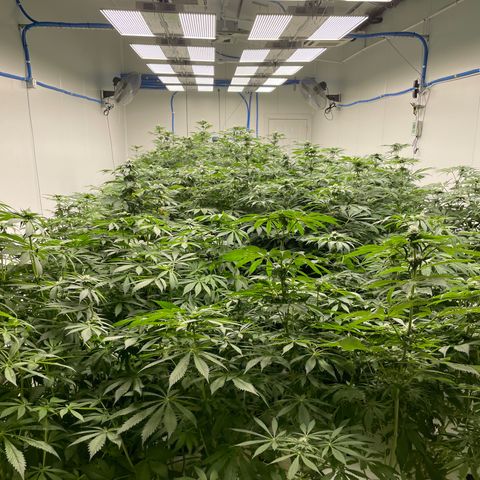 Cbg  growlog timeline photo