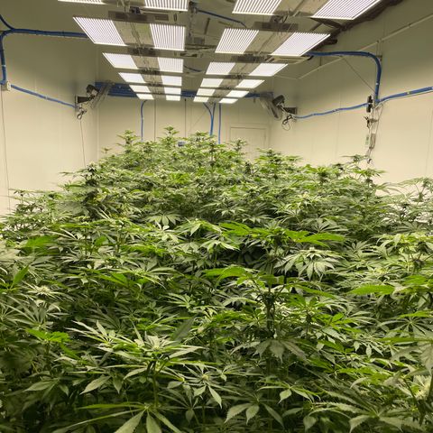 Cbg  growlog photo: Yellowing increasing 