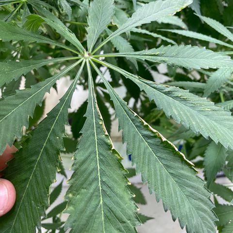 Cbg  growlog photo: Yellowing increasing 
