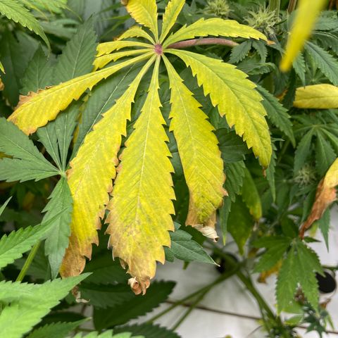 Cbg  growlog photo: Yellowing increasing 