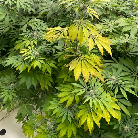 Cbg  growlog photo: Yellowing increasing 