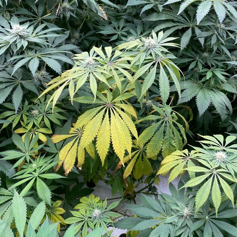 Cbg  growlog photo: Yellowing increasing 