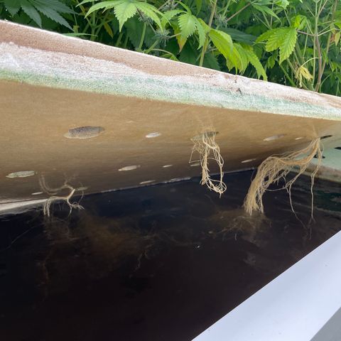 Cbg  growlog timeline photo