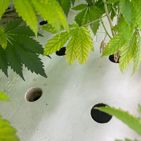 Cbg  growlog timeline photo