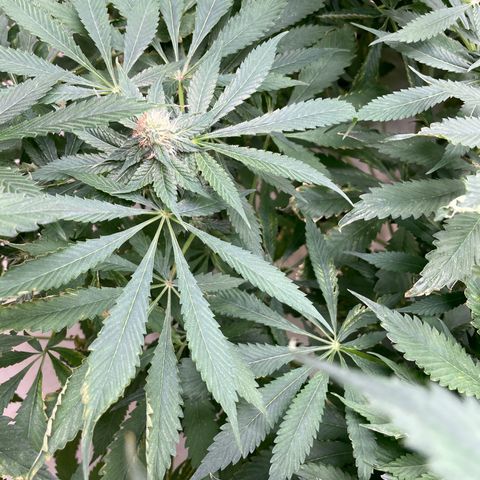 Cbg  growlog timeline photo