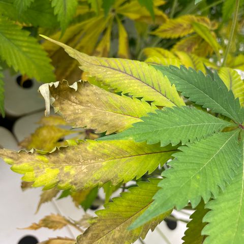 Cbg  growlog timeline photo