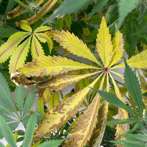 Cbg  growlog timeline photo