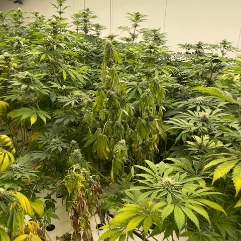 Cbg  growlog timeline photo