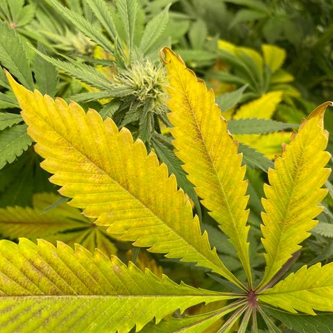 Cbg  growlog timeline photo