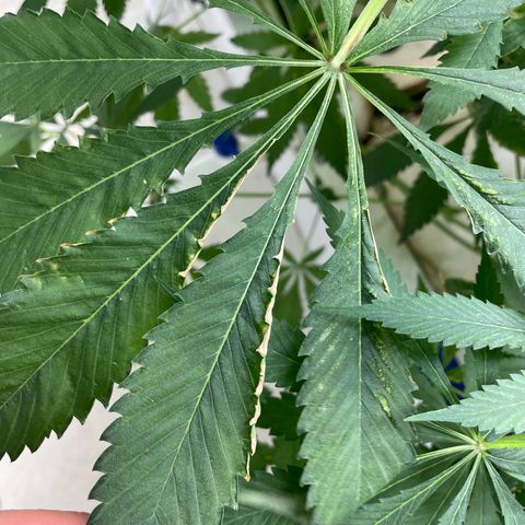 Cbg  growlog timeline photo