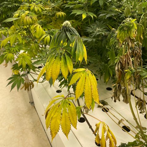Cbg  growlog timeline photo