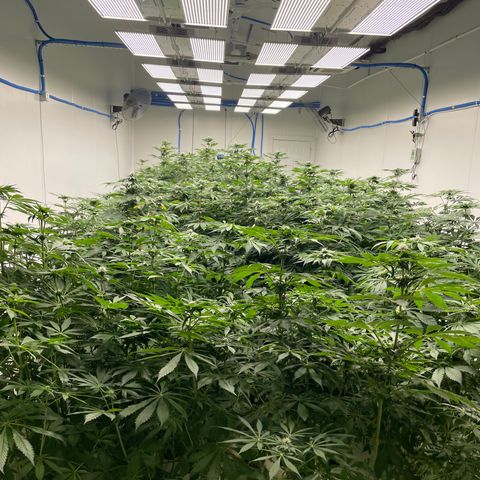 Cbg  growlog timeline photo