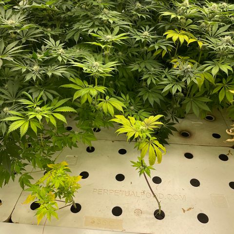 Cbg  growlog timeline photo