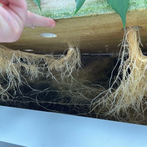Lifter  growlog timeline photo