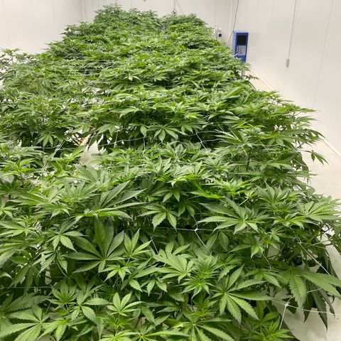 Lifter  growlog timeline photo