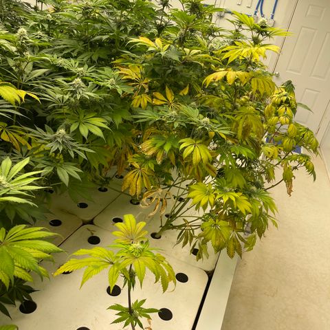 Cbg  growlog photo: All turning yellow slowly threw out room root issue think from potassium or from phosphate
