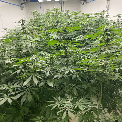 Cbg  growlog photo: All turning yellow slowly threw out room root issue think from potassium or from phosphate
