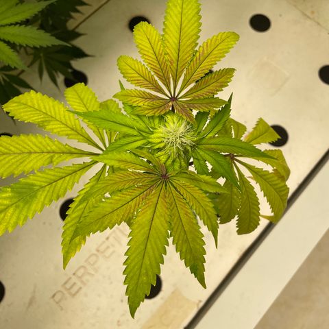 Cbg  growlog photo: All turning yellow slowly threw out room root issue think from potassium or from phosphate
