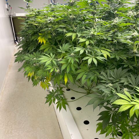 Cbg  growlog photo: All turning yellow slowly threw out room root issue think from potassium or from phosphate
