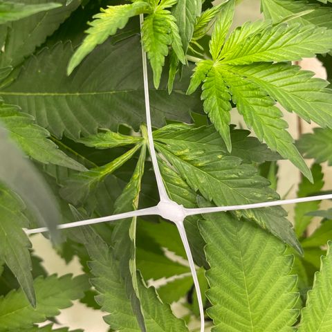 Lifter  growlog timeline photo