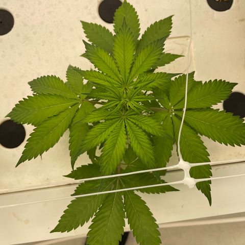 Lifter  growlog timeline photo