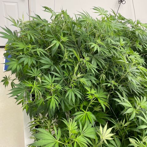 Lifter  growlog timeline photo