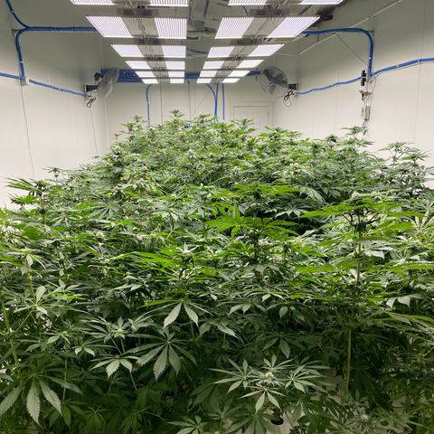 Cbg  growlog timeline photo