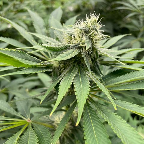 Cbg  growlog timeline photo