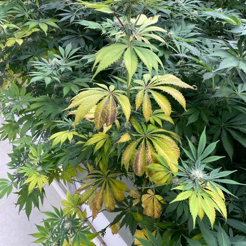 Cbg  growlog timeline photo