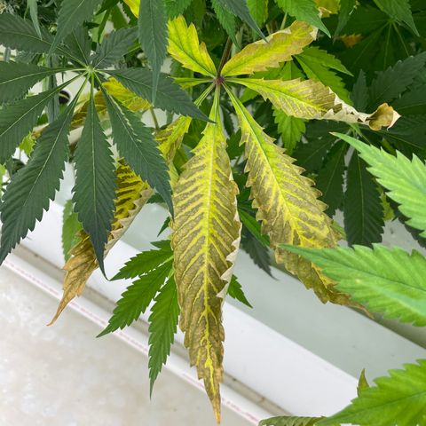 Cbg  growlog timeline photo