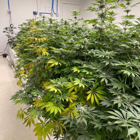 Cbg  growlog timeline photo