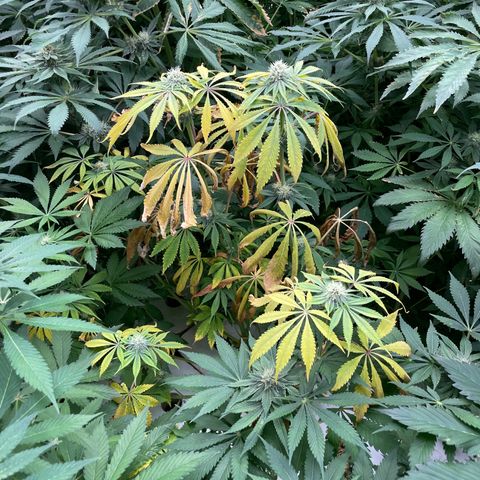 Cbg  growlog timeline photo