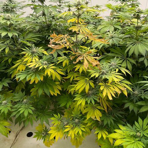Cbg  growlog timeline photo