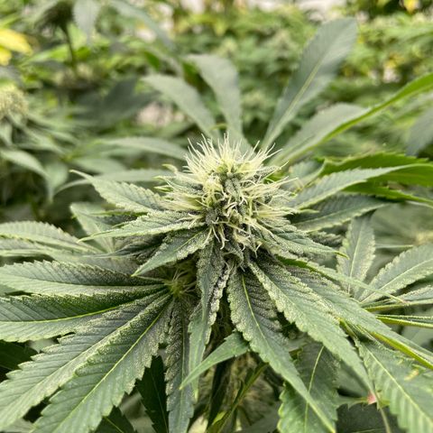 Cbg  growlog timeline photo