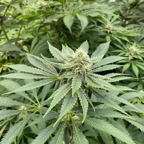 Cbg  growlog timeline photo