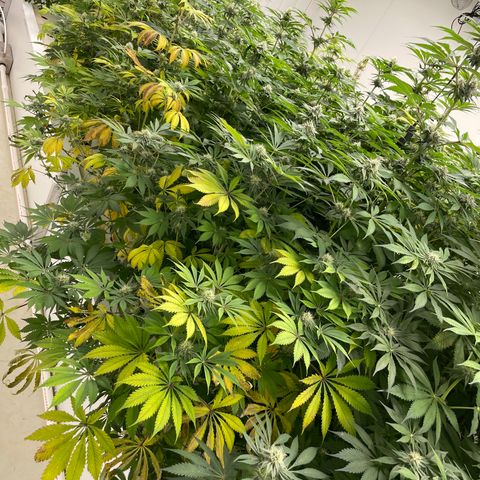 Cbg  growlog timeline photo