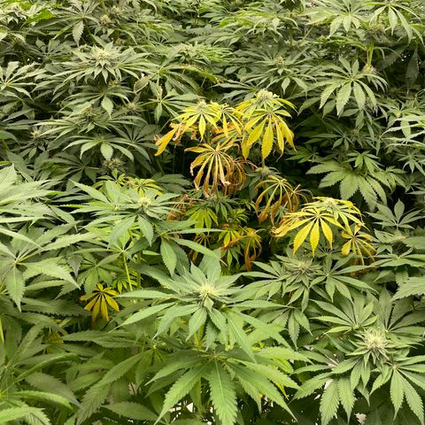 Cbg  growlog timeline photo