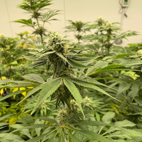 Cbg  growlog timeline photo