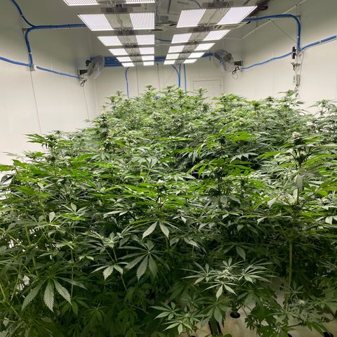Cbg  growlog timeline photo